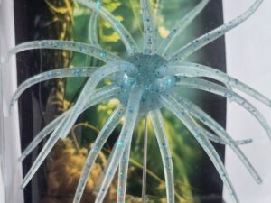 Blue Balls Urchin