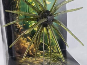 Green Pumpkin Urchin