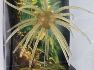 Goldilocks Urchin