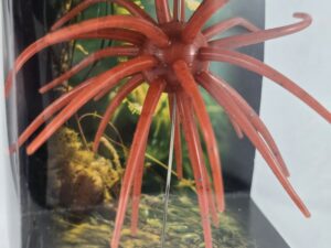 Pumpkin/Blue Urchin